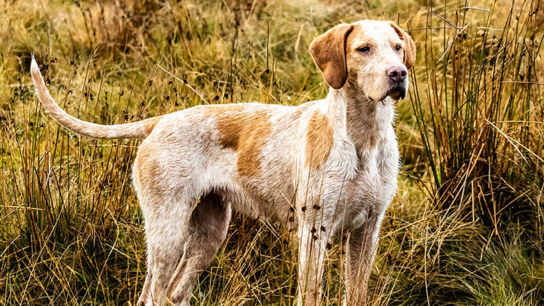 Dogs and ticks top treatment